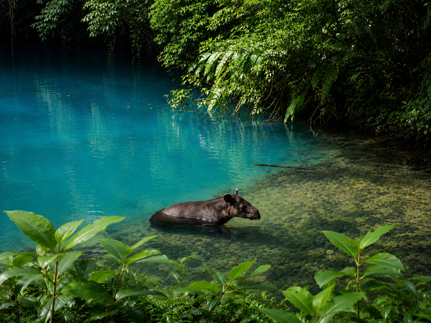 Rio Celeste tapir in turquoise river