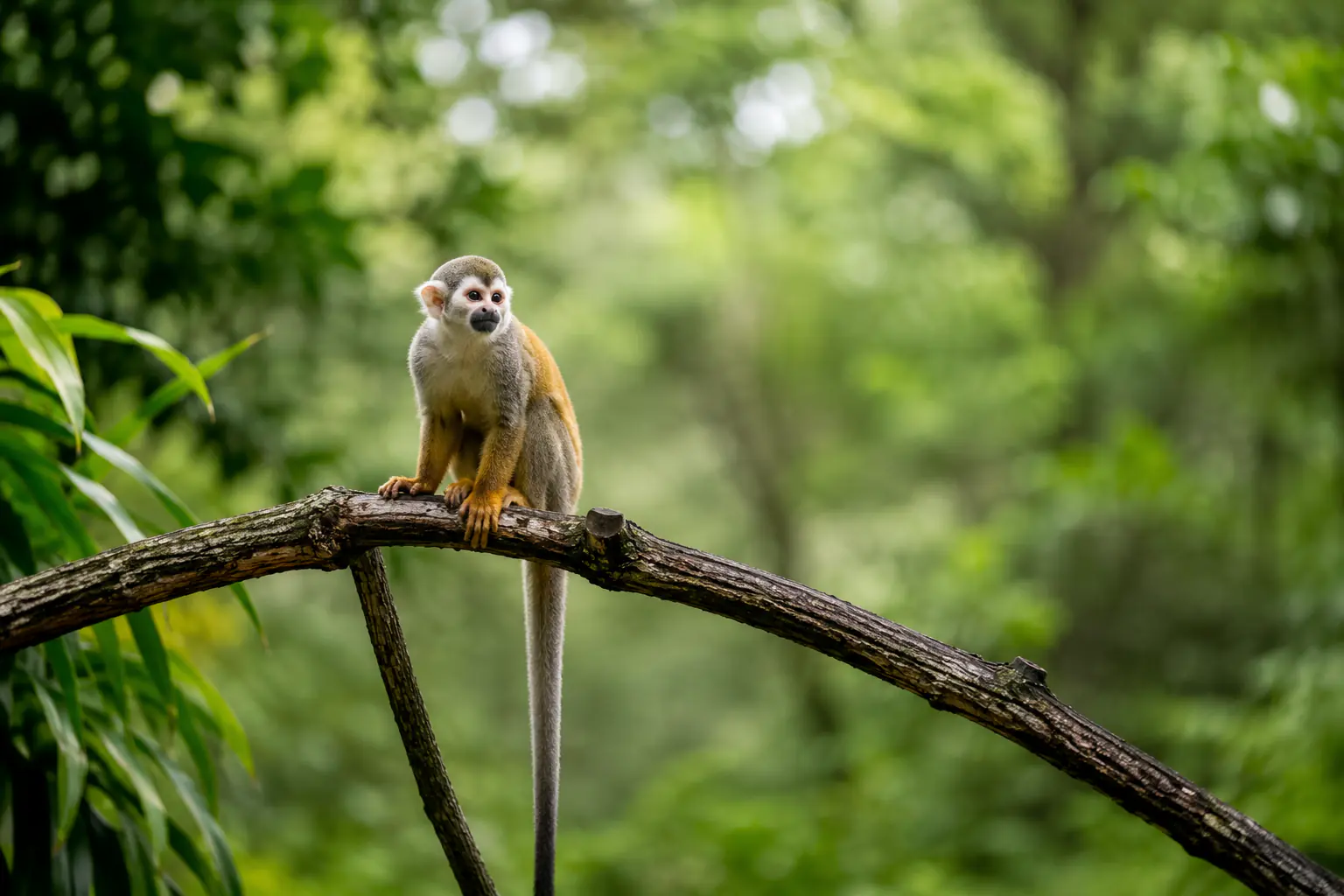 Manuel Antonio squirrel monkey - Costa Rica luxury travel